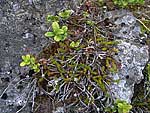 Harrimanella hypnoides - Гарриманелла моховидная (Хибины)