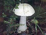 Leccinum percandidum - Подосиновик белый