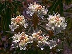 Ledum palustre syn. Rhododendron tomentosum - Багульник болотный