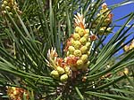 Pinus sylvestris - Сосна обыкновенная