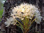 Ledum palustre syn. Rhododendron tomentosum - Багульник болотный