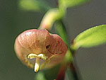 Vaccinium myrtillus - Черника 