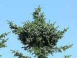 WB on Picea jezoensis (Kunashir)
Фото Сергея Горошкевича