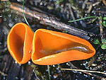 Aleuria aurantia - Пецица оранжевая