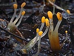 Mitrula elegans - Митруля элегантная 