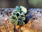 Chlorociboria aeruginosa - Хлоросплениум сине-зелёный