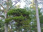 3 m. WB on pinus sylvestris (Karelia)
Фото Константина Коржавина