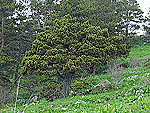 WB on pinus sylvestris (Lagonaki-Caucasus)
Фото Ольги Бондаревой
